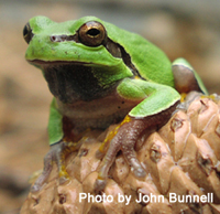 Native Pine Barrens treefrog adult male 